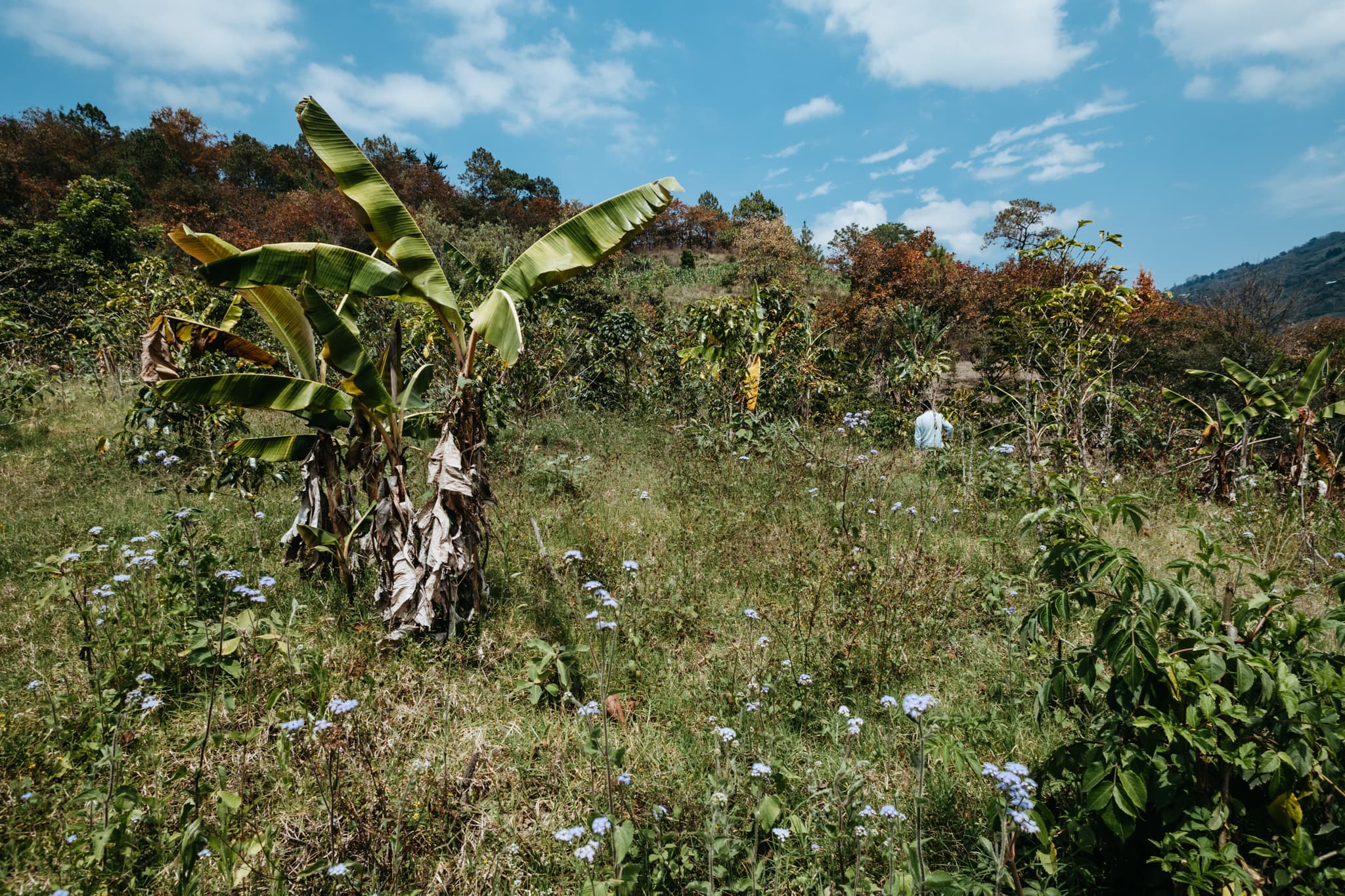 Finca de café orgánico en las montañas de Chiapas